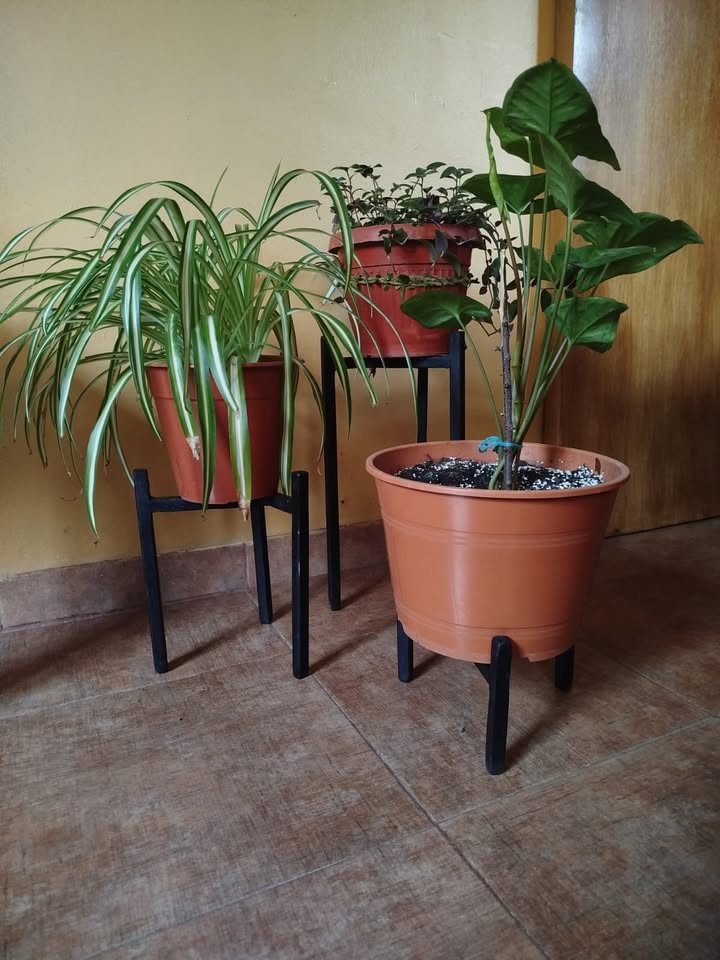 Proyecto o trabajo 1